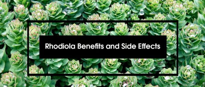 Rhodiola Benefits and Side Effects